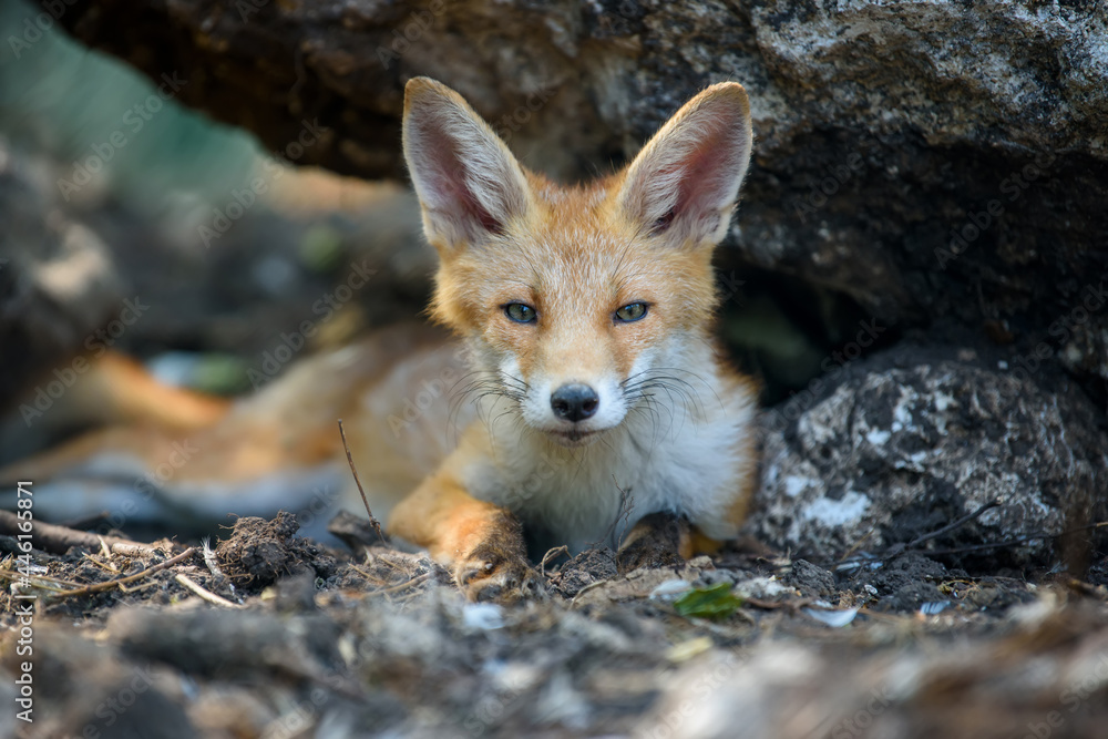 Red fox, vulpes vulpes in forest. Close wild predators in natural environment