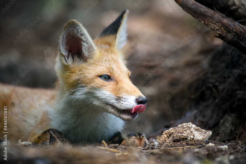 赤狐，森林中的vulpes vulpes。自然环境中的近距离野生捕食者