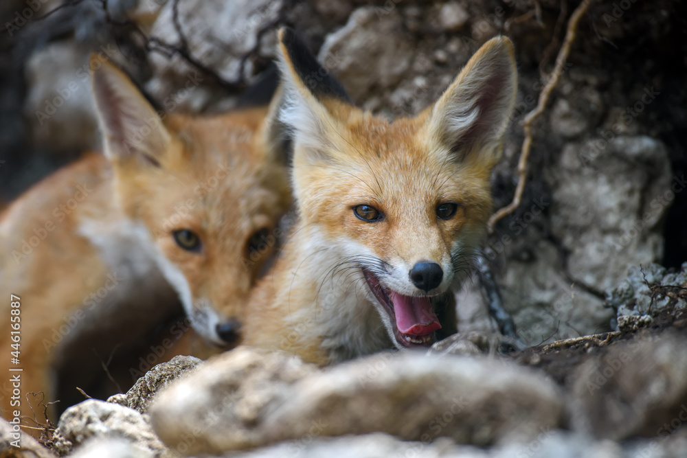 Red fox, vulpes vulpes in forest. Close wild predators in natural environment