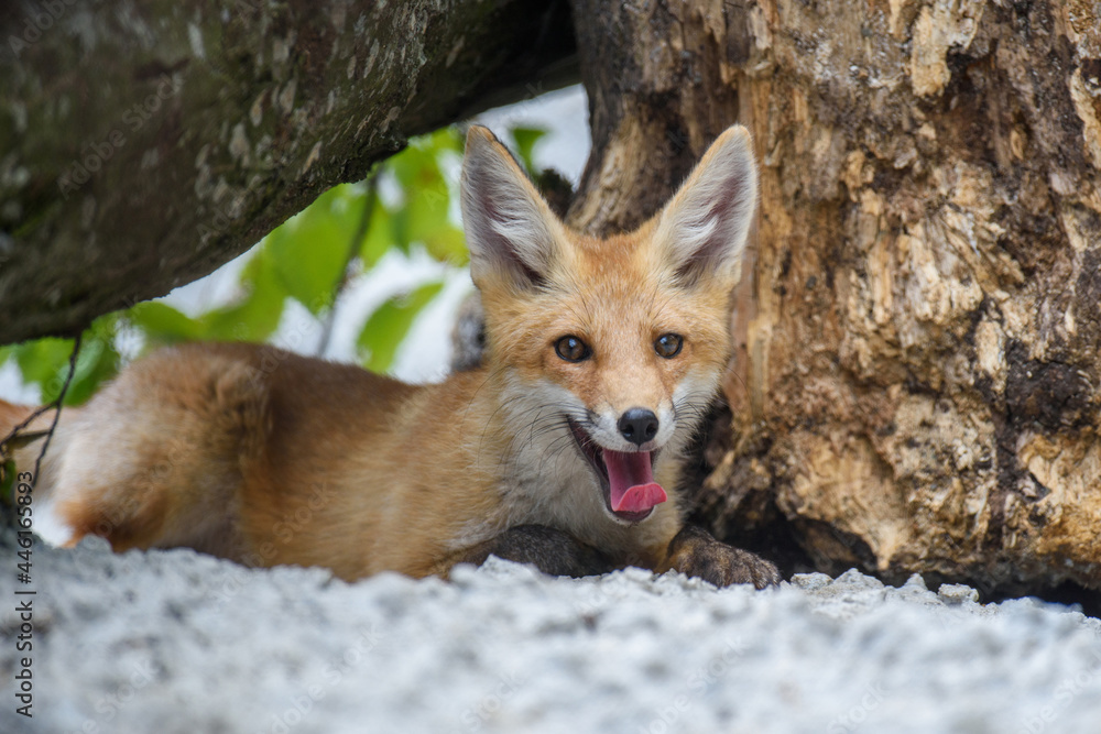 赤狐，森林中的vulpes vulpes。自然环境中的近距离野生捕食者