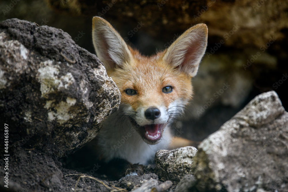 赤狐，森林中的vulpes vulpes。自然环境中的近距离野生捕食者