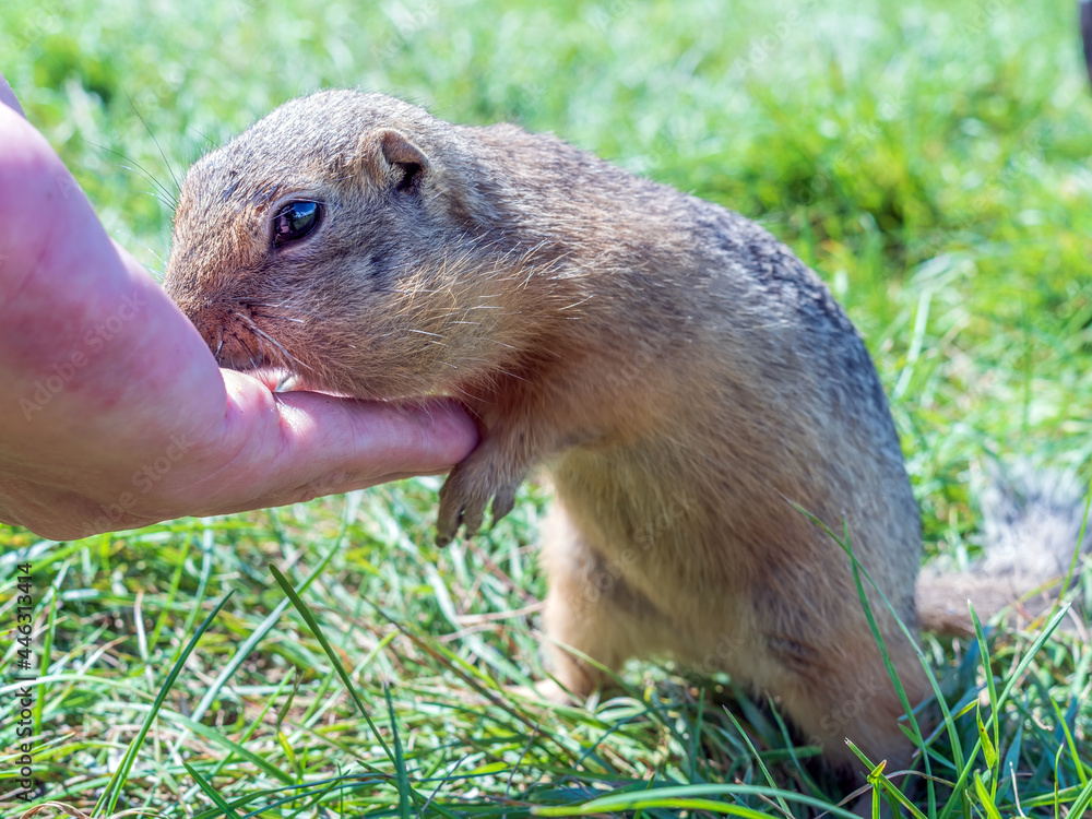 European gopher is eating sunflower grains from human hand.