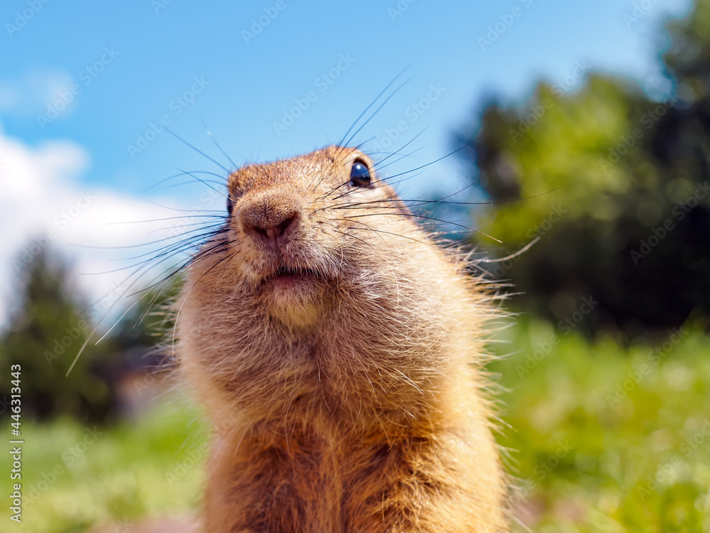 European gopher on the lawn is looking at camera.