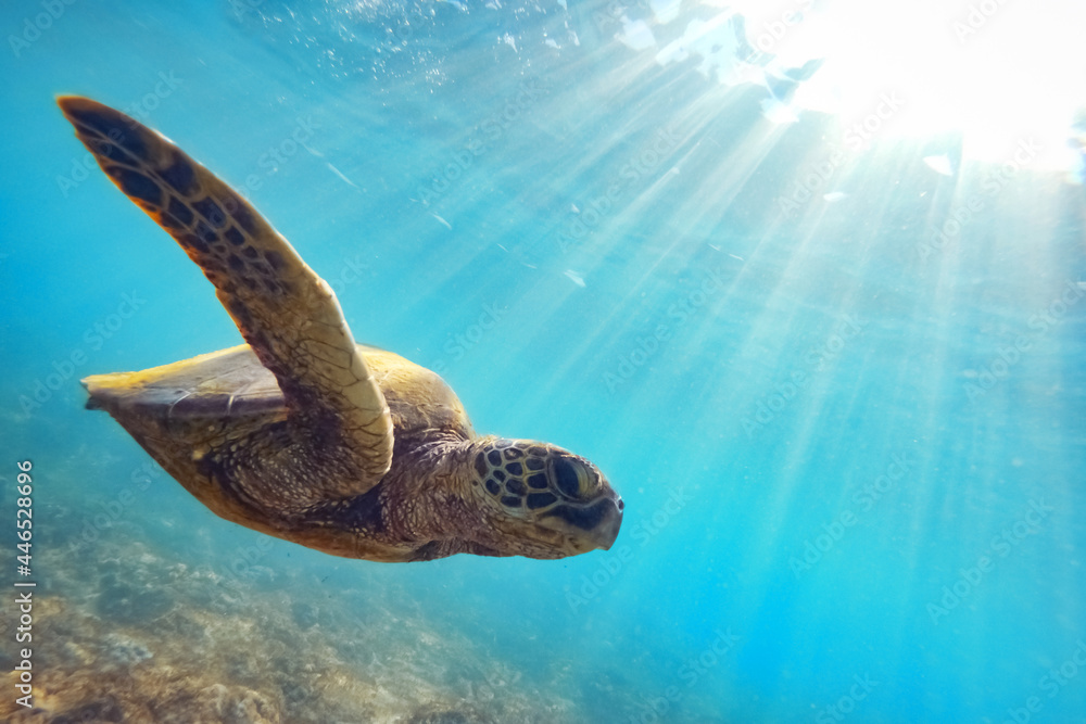 Green sea turtle above coral reef underwater, blue ocean in sunny tropical day