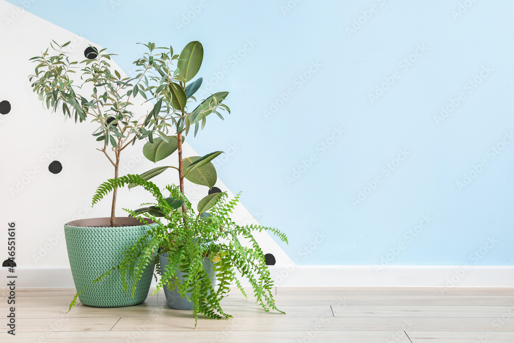 彩色墙附近地板上花盆中的不同室内植物