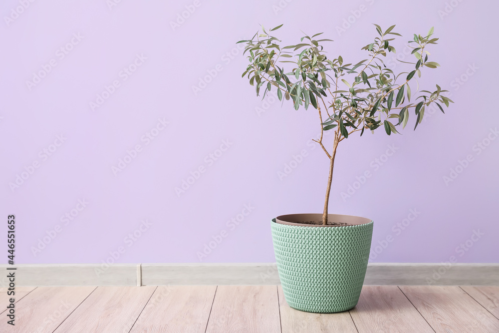 Houseplant in pot on floor near color wall