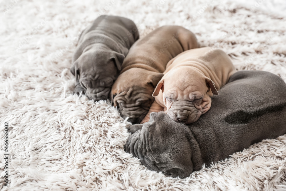 Cute puppies sleeping on bed