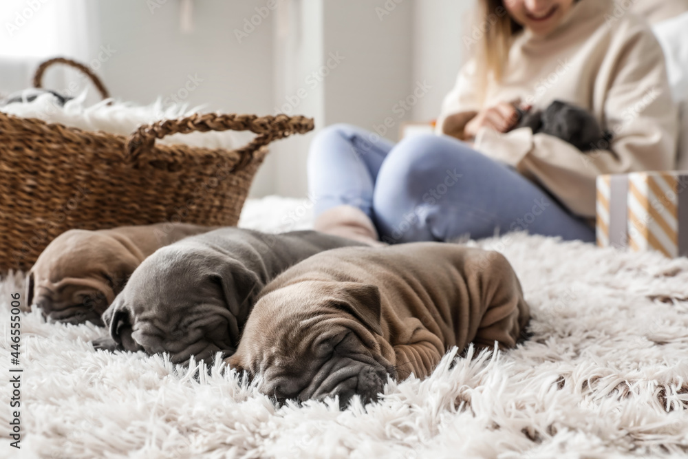 Cute puppies sleeping on bed