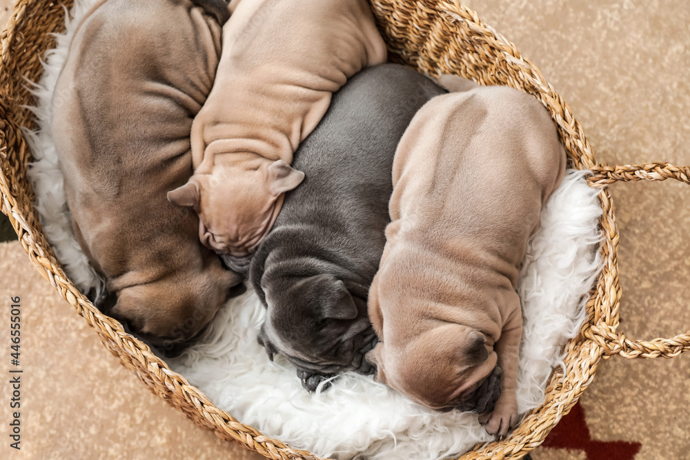 Cute funny puppies sleeping in wicker basket