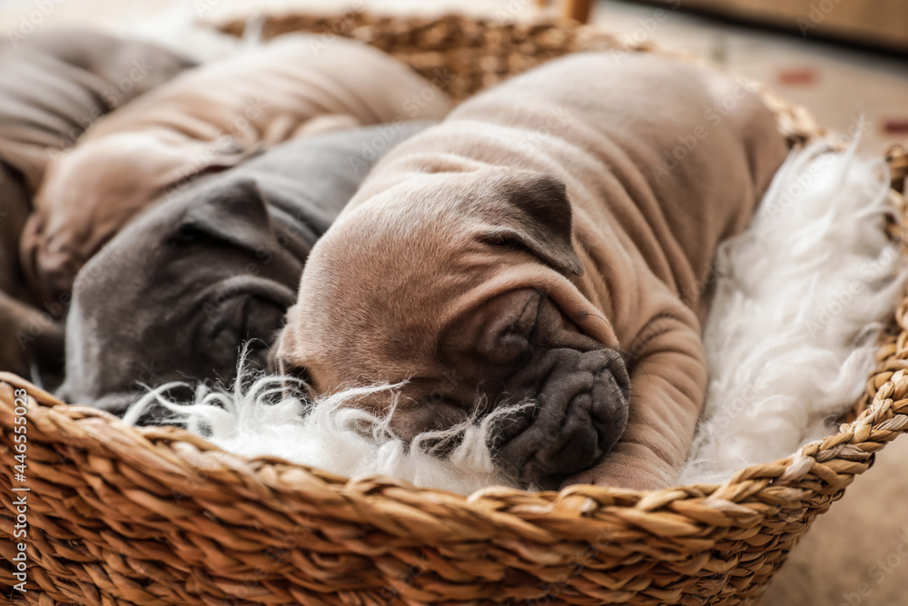 Cute funny puppies sleeping in wicker basket