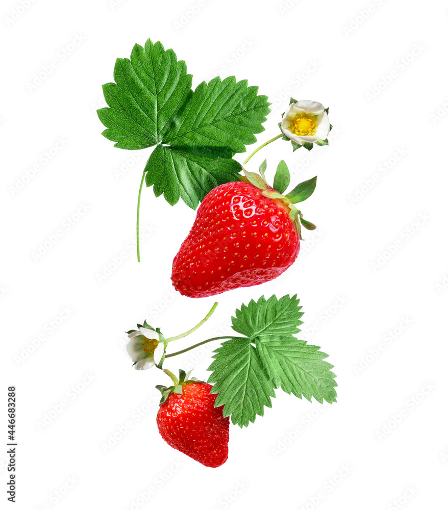 Ripe strawberries with green leaves and flowers on a white background