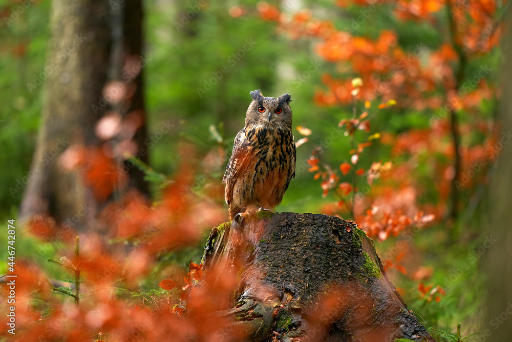 秋季野生动物。欧亚鹰鸮，Bubo Bubo，坐在树桩上，野生动物照片，t