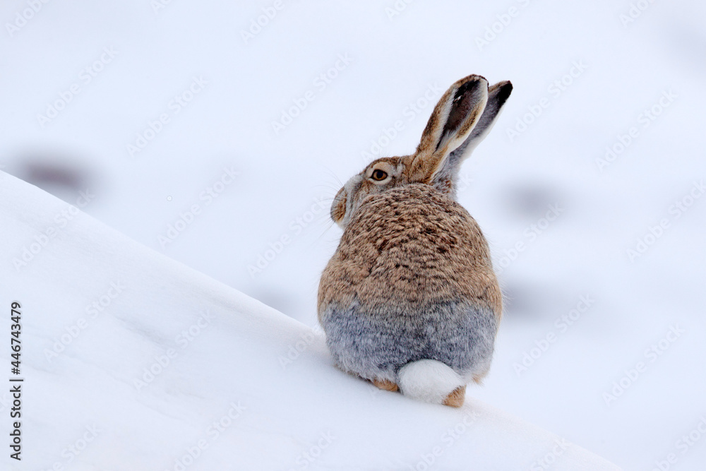 长毛兔，Lepus oiostolus，在自然栖息地，冬季有雪。来自He的长毛兔