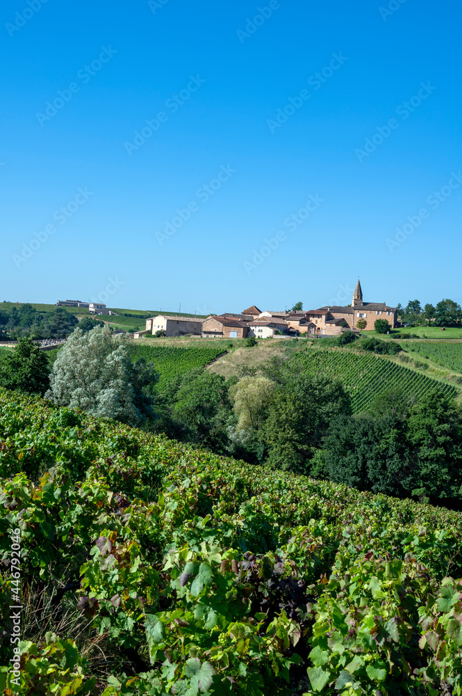 Paysage de vignoble du Beaujolais avec le village de Saint-Véran en été