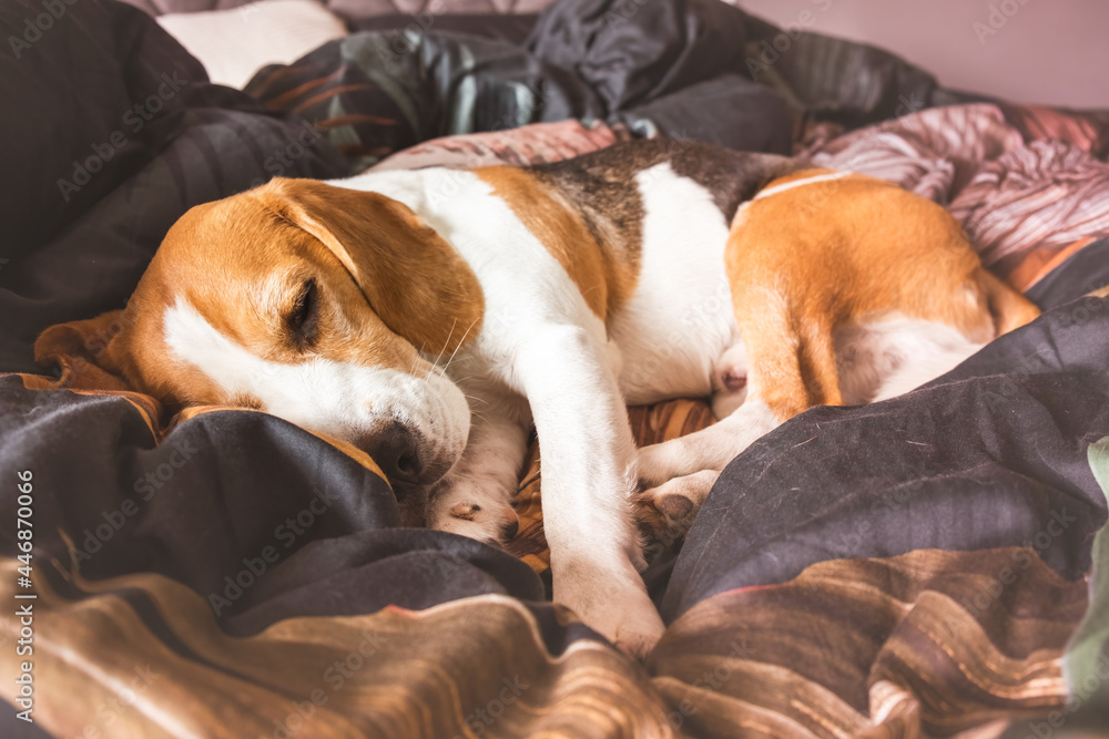 有趣的比格犬疲惫地睡在舒适的床上