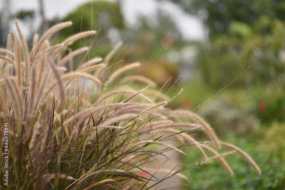 nature, grass, flower, plant, spring, summer, field, meadow, leaf, macro, flora, garden, close-up, w