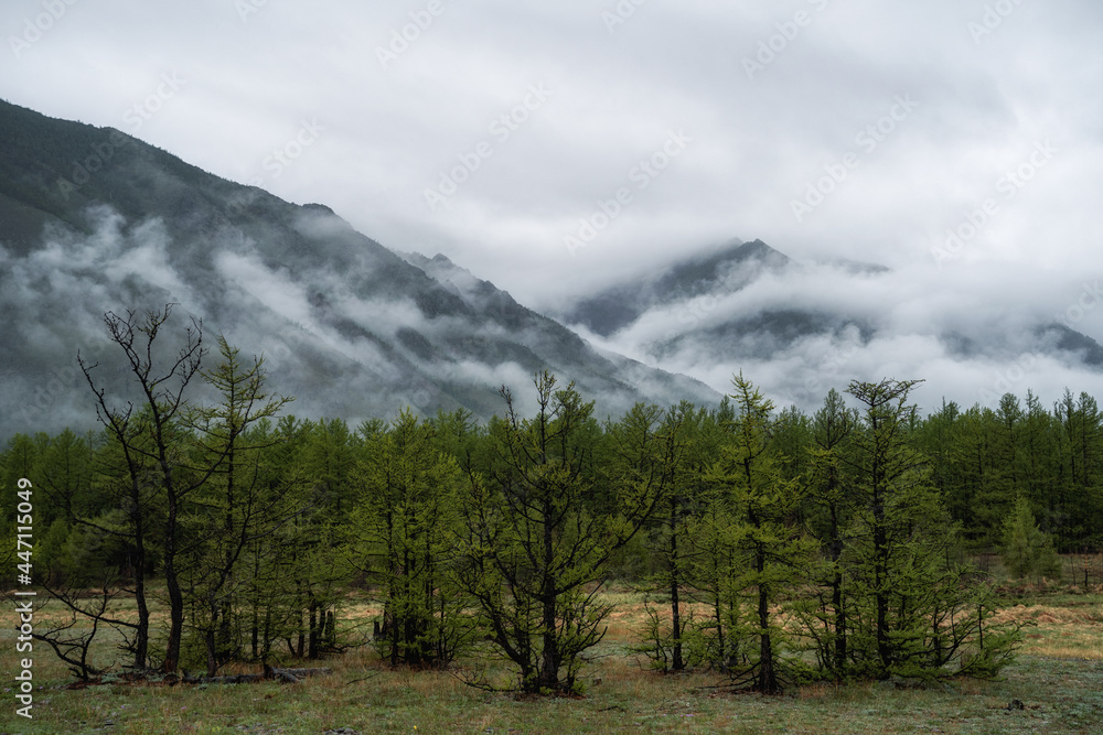 山上晨雾中的树木。云杉。