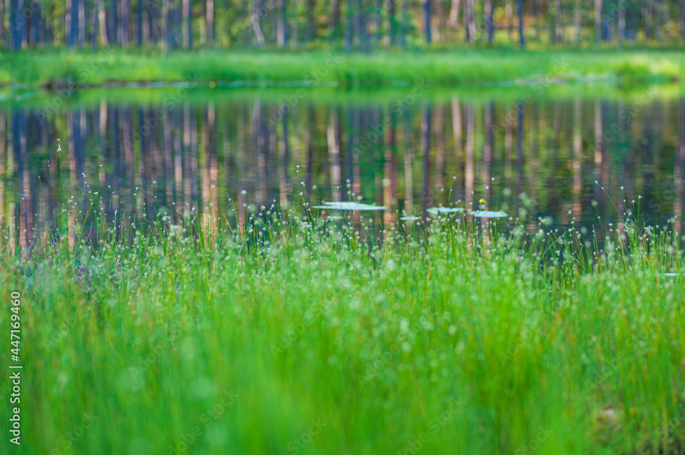 View on a small lake and swamp at summer