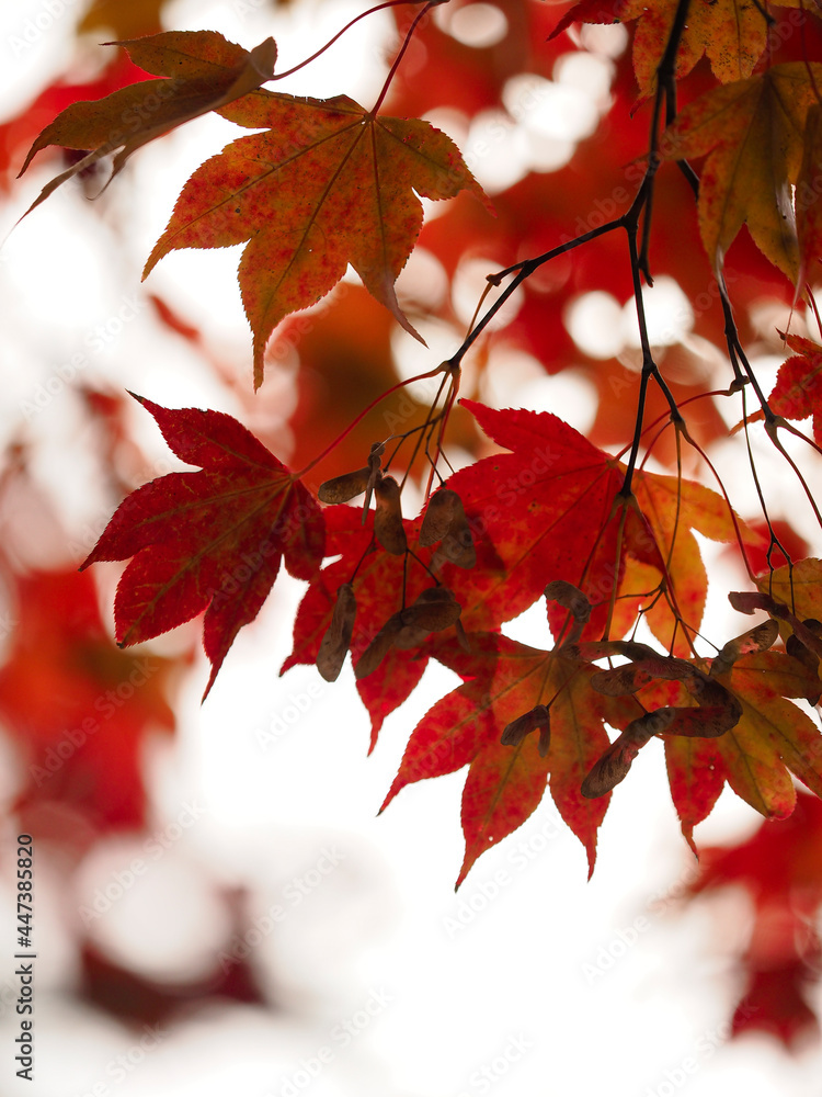 真っ赤に紅葉した高野山の秋景色