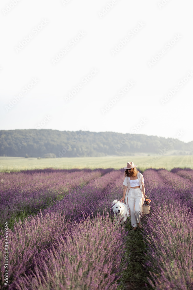 Woman walking on blooming lavender field with white big dog and enjoying the beauty of nature. Spend