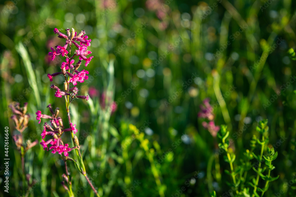 Meadow with pink, yellow, violet flowers. Nature blurred background.