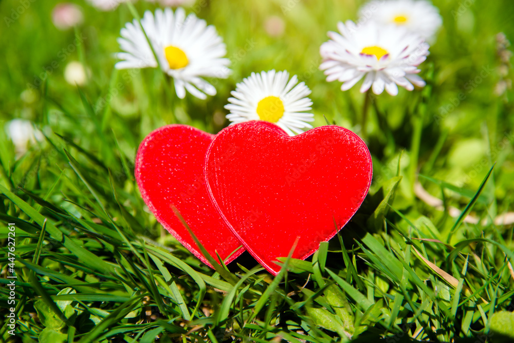 Symbol of love on a background of white daisies
