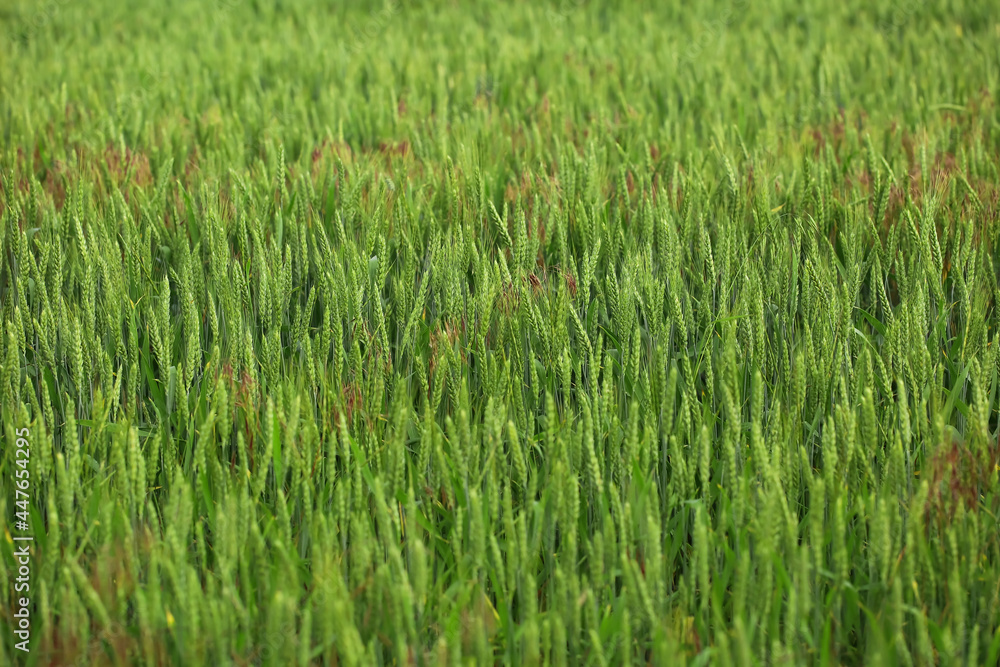 Green wheat field on sunny day