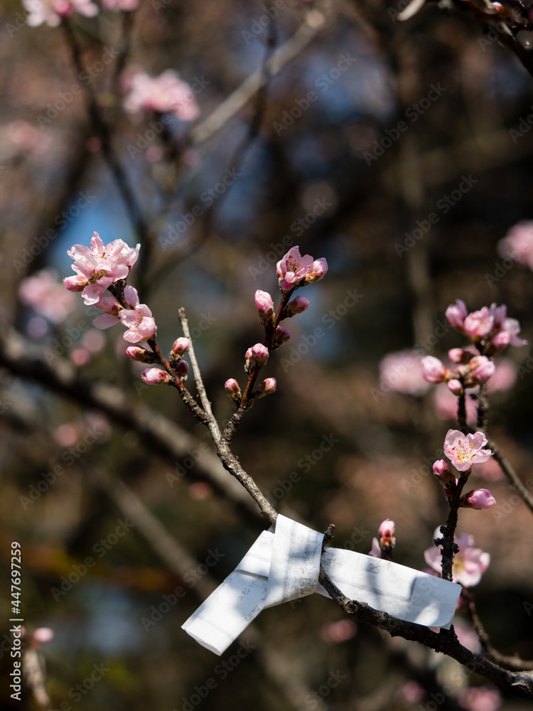 幸運の木