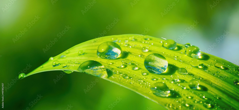 在户外的大自然中，清晨的阳光下，在树叶上滴下大量美丽的露水或雨水，关闭-