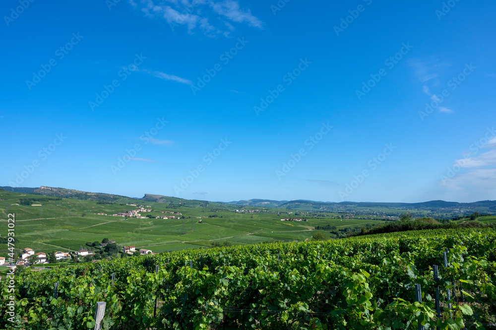 Paysage de vignoble en Bourgogne autour du village de Fuissé en France dans le département de Saône-