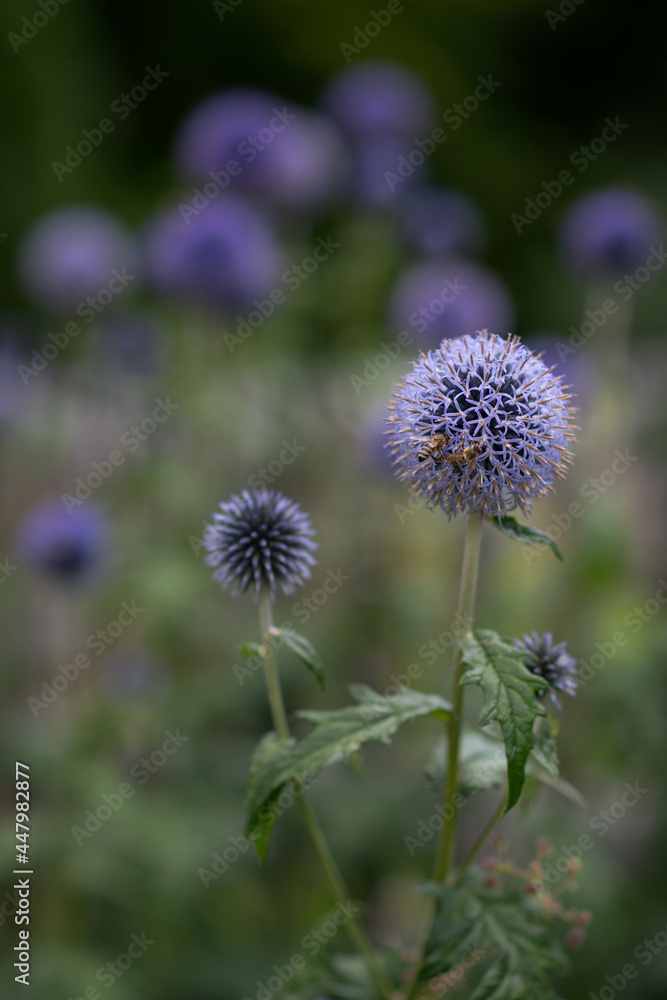 Kugeldistel