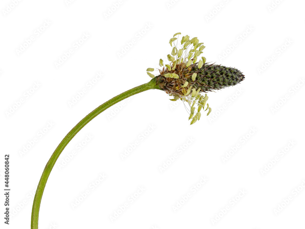 Lams单舌（又名Plantago lanceolata）的侧视图。在白色背景上隔离。