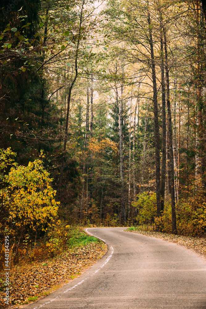 Asphalt road path pathway walkway through autumn forest