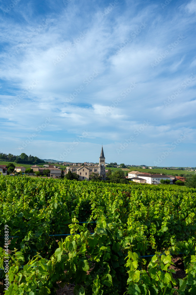 Paysage de vignoble autour du village de Chénas dans le Beaujolais dans le département du Rhône en f