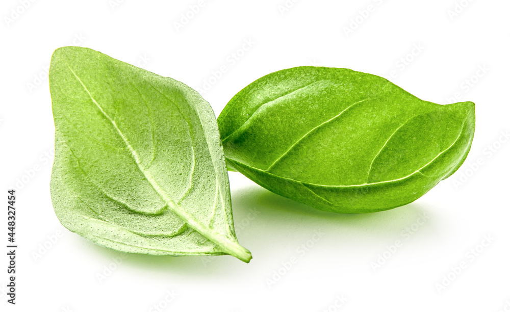 Basil leaves isolated. Basil leaf on white background. Fresh basil.