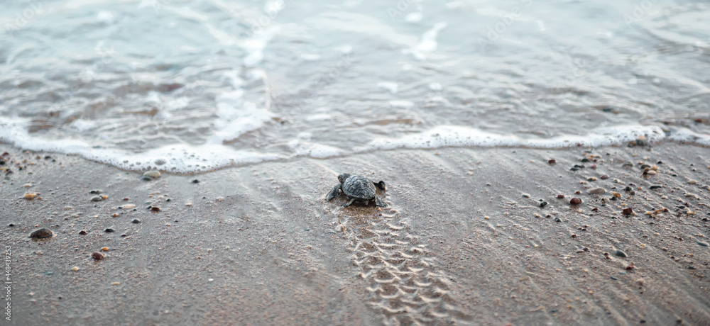 小海龟宝宝在海滩上看着海浪，脚蹼在潮湿的沙滩上爬行