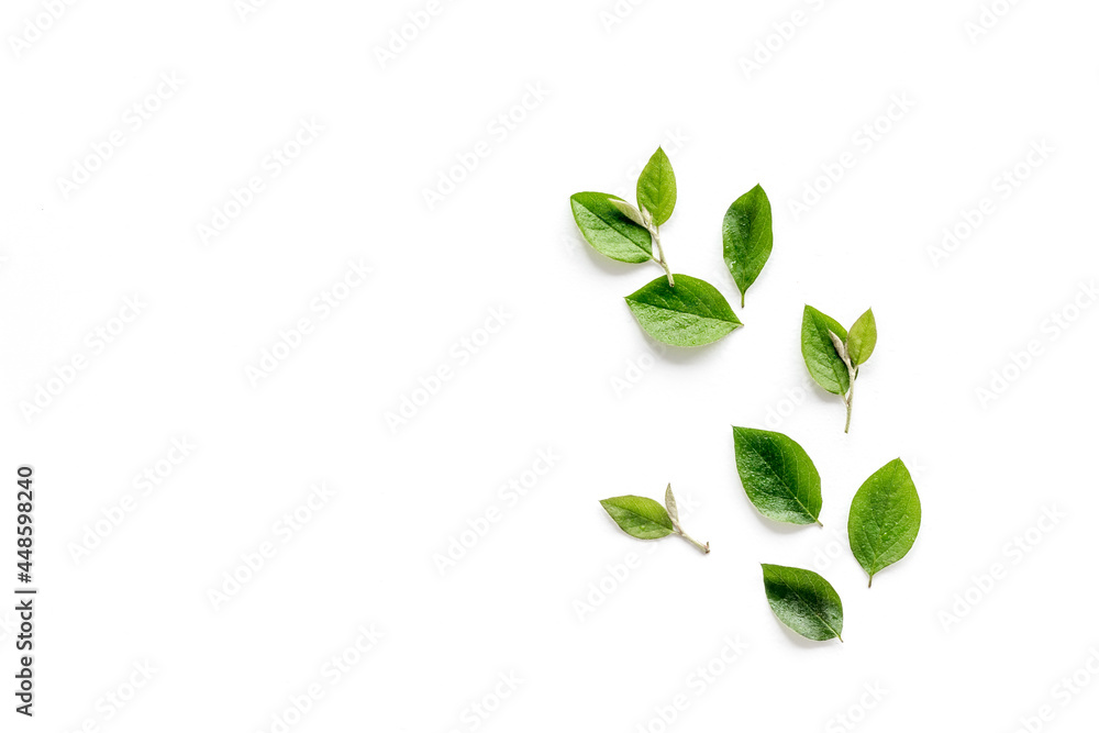 Green leaf pattern on white background. Top view