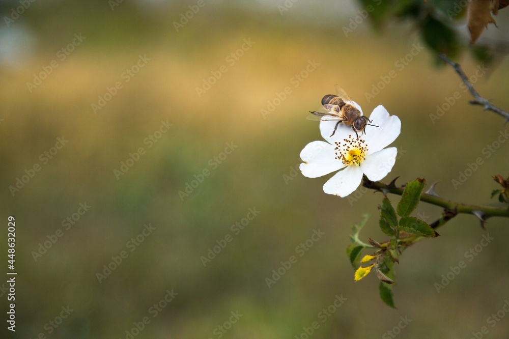 蜜蜂。