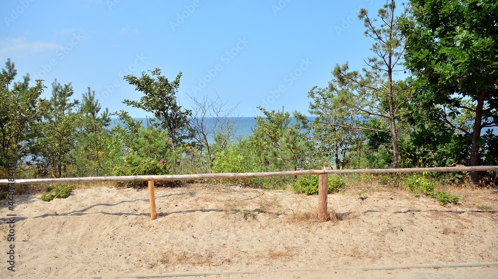 夏季景观和海岸景观。海洋背景上的植被。