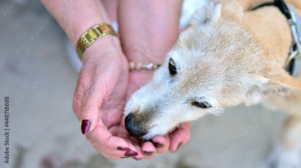 Little dog is drinking from womans hands in hot sunny day.