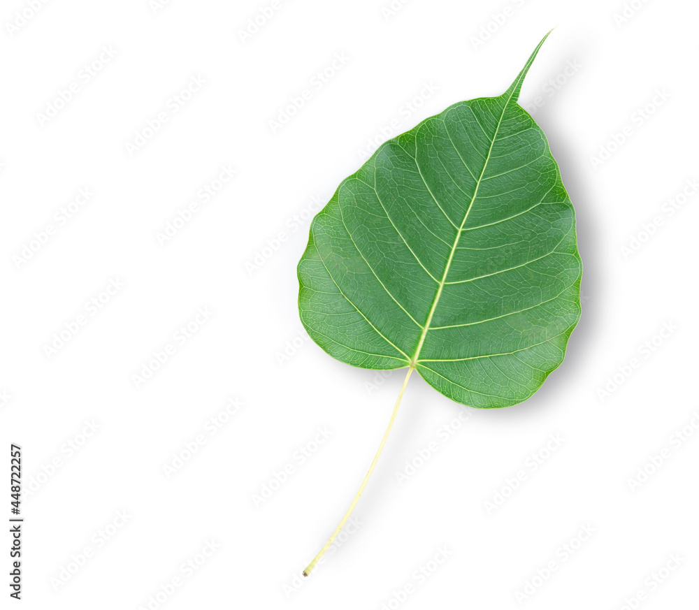 full green leaves on a white background.