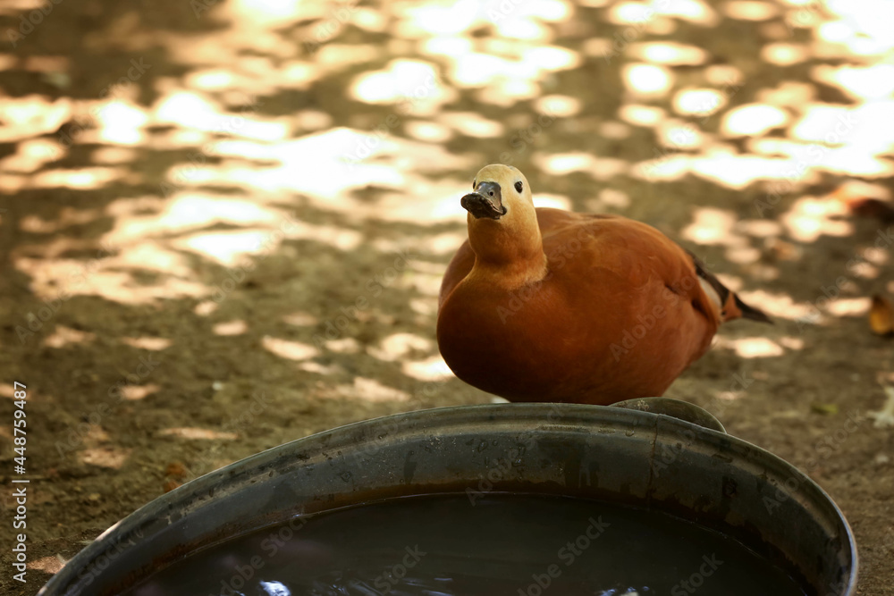 动物园里的Roody shelduck