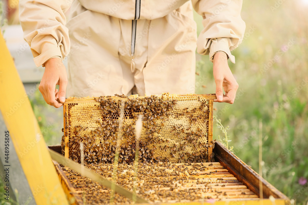 Female beekeeper working at apiary, closeup