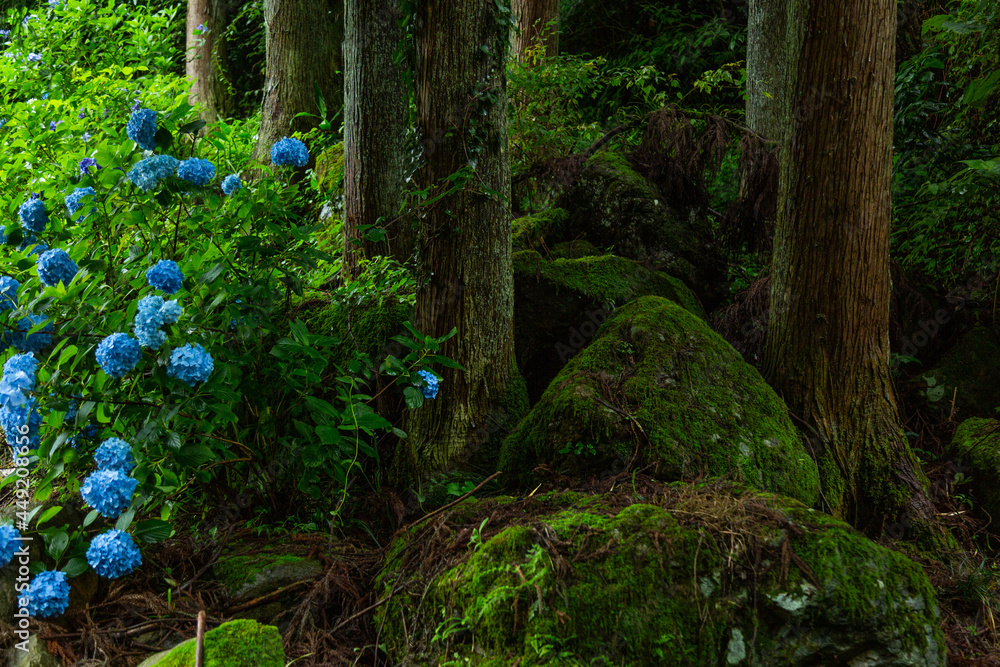 梅雨時の里山