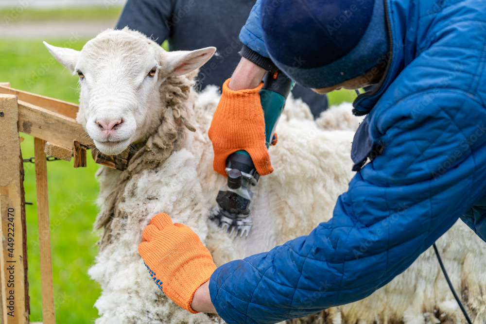 Farmworker cutting an animal. Farmer shearing the sheepskin.