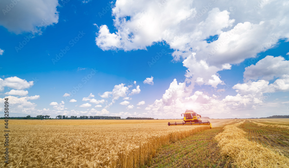 Full length view of the combine harvester harvest ripe wheat on a farm. Wheat field against a blue s