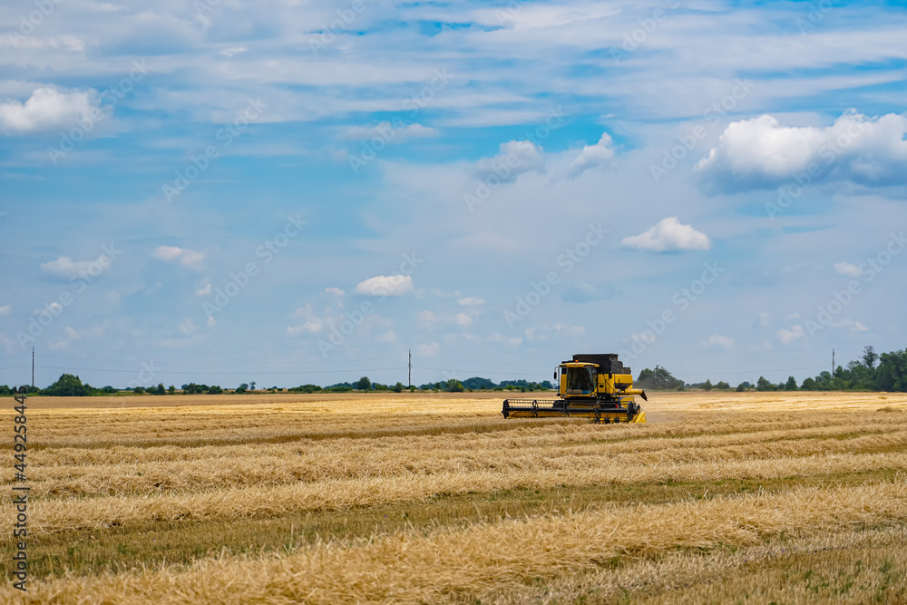 Process of gathering ripe crop from the fields. Special technic in field. Modern machinery in gold w