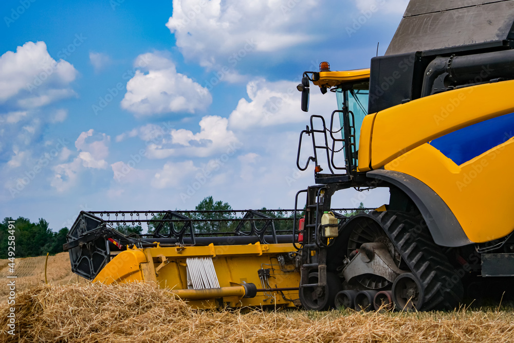 Special machine harvesting crop in fields, Agricultural technic in action. Ripe harvest concept. Cro