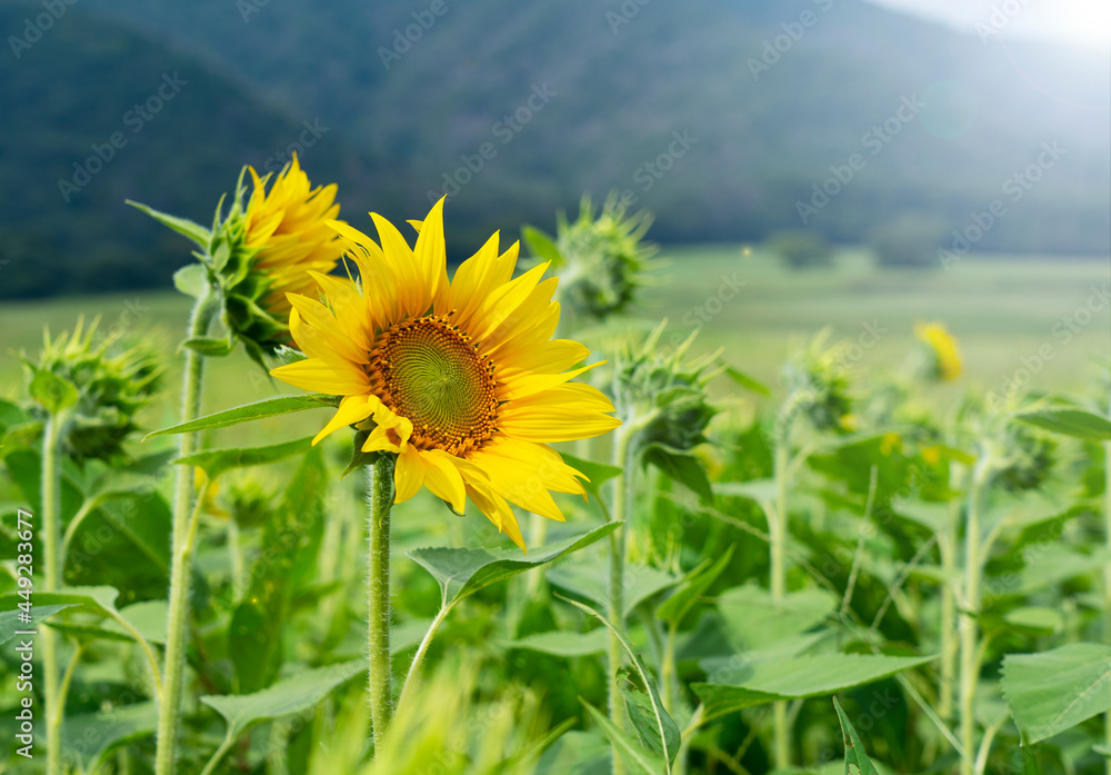 Sunflowers blooming in a sunflower field.