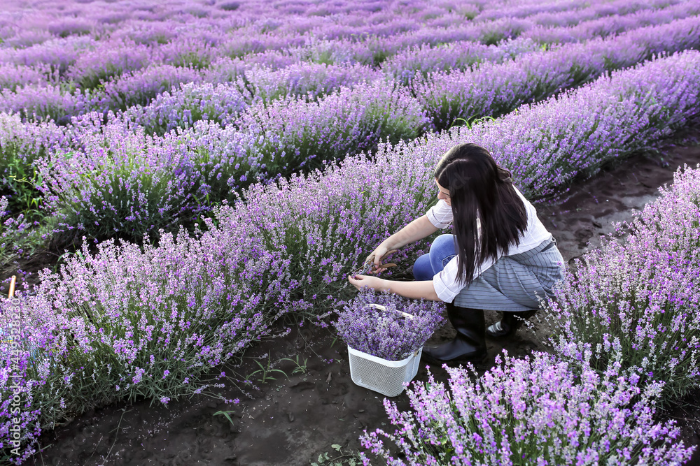 女农民在田里割薰衣草花